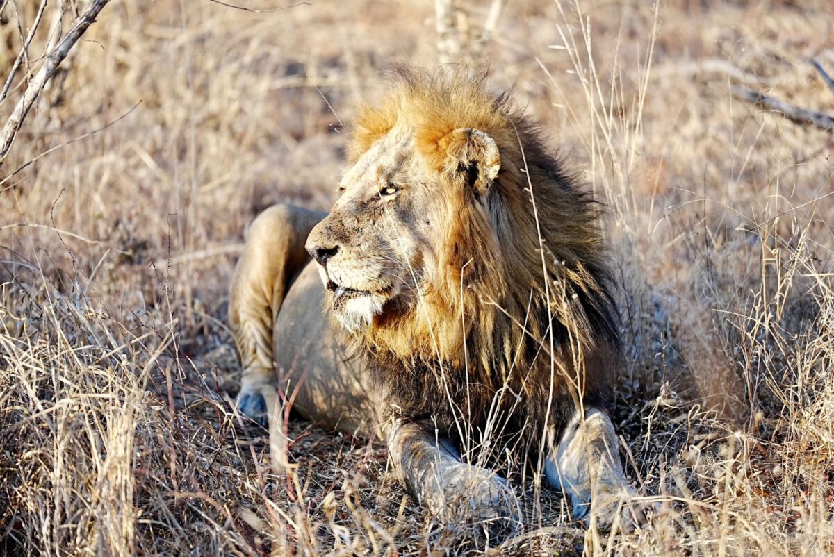 lions indomptables david qu collectif signifie